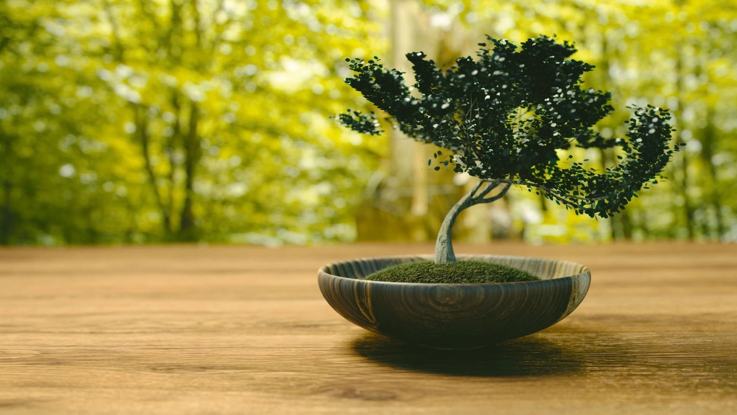 Bonsai-Baum in einer Schale auf einem Tisch