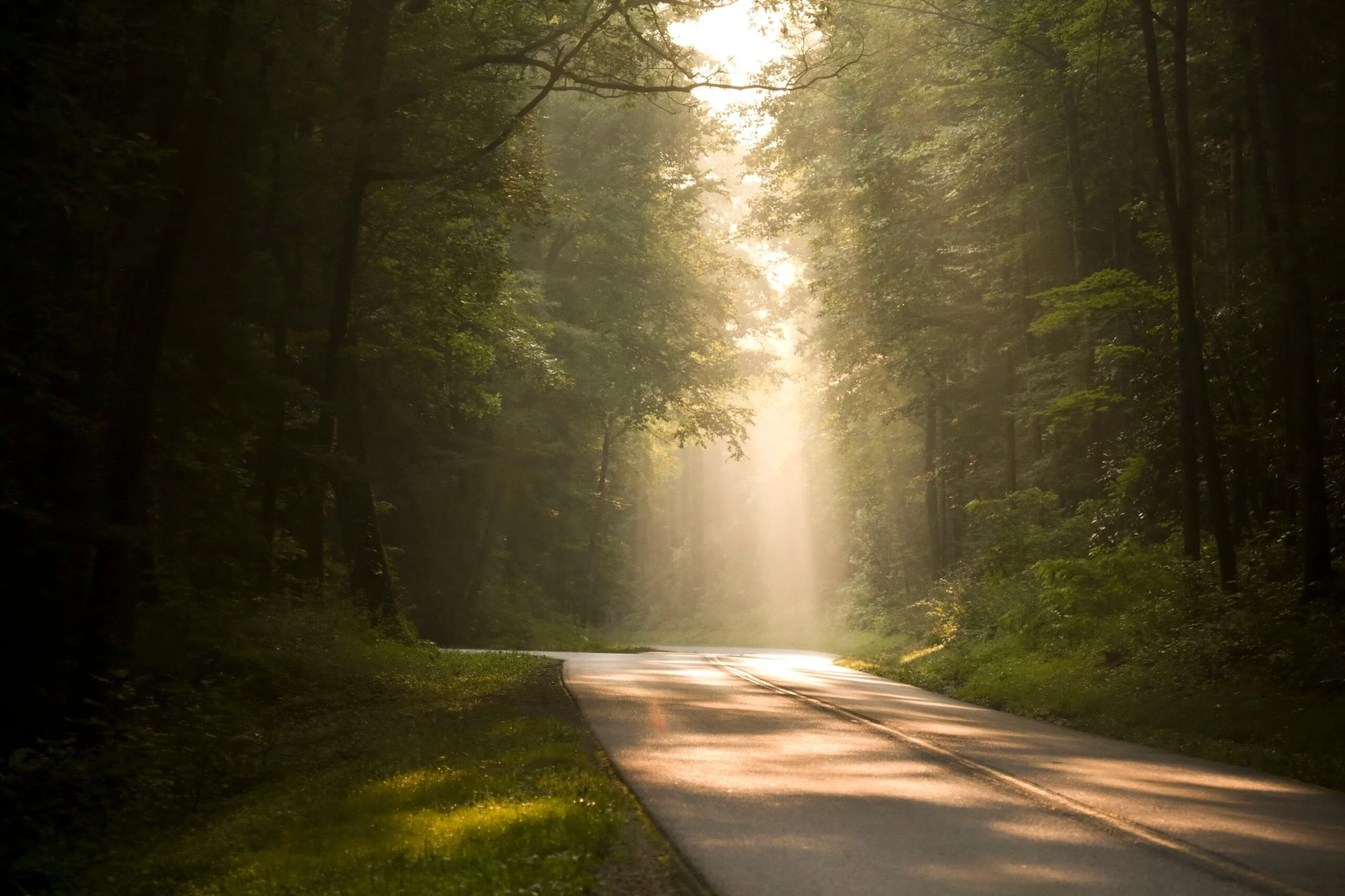 Strasse, die durch einen Wald führt