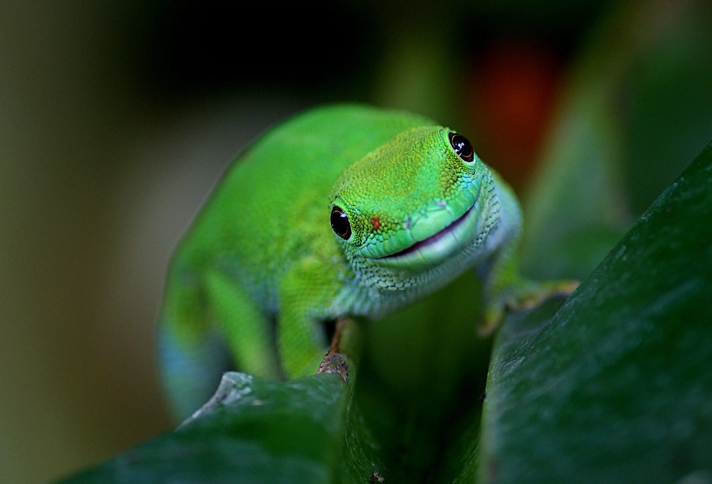 Grüner Taggecko aus Madagaskar